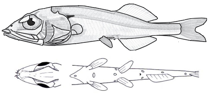 Maulisia mauli_01.jpg